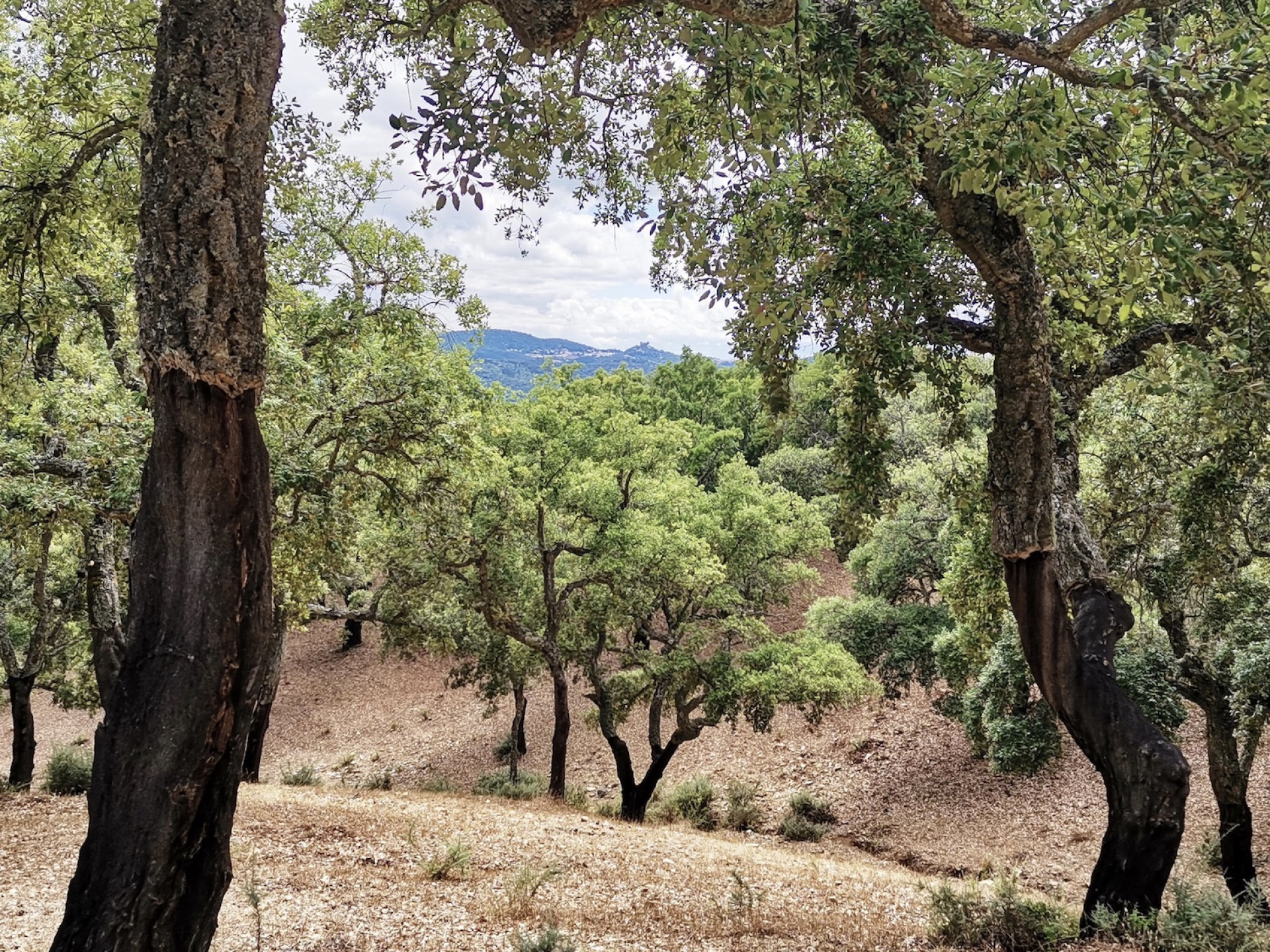 B Cortegana y castillo desde camino