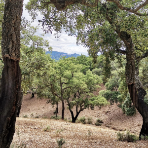 B Cortegana y castillo desde camino